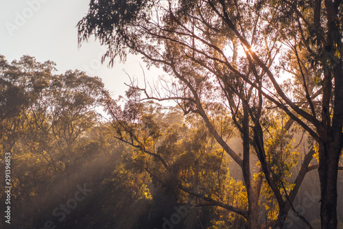 Sunrise through Australian trees