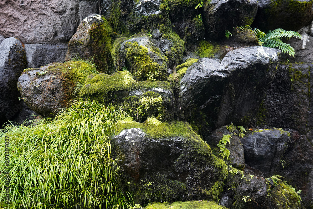 滝　苔　緑