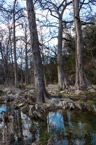 Cypress Trees Hamilton Pool Texas
