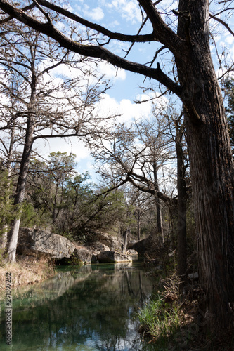 Cypress Trees Hamilton Pool Austin TX
