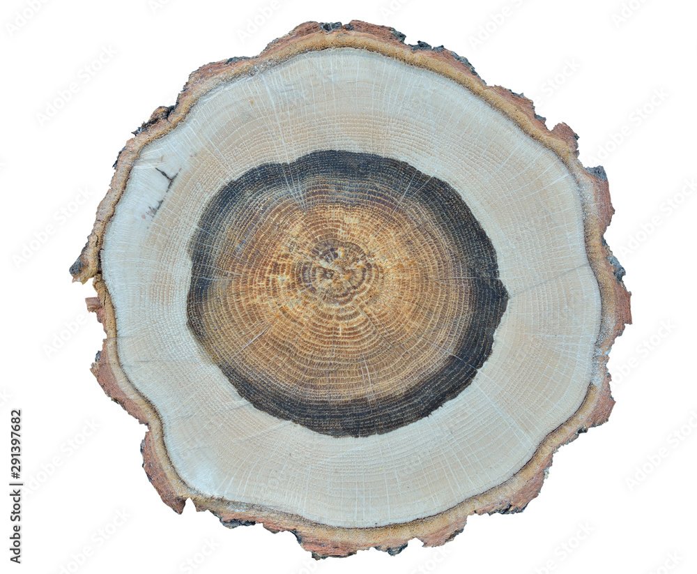 Cut of oak 6 Cut of oak 6
