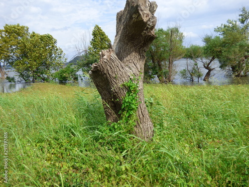 flowery vines on a tree stump