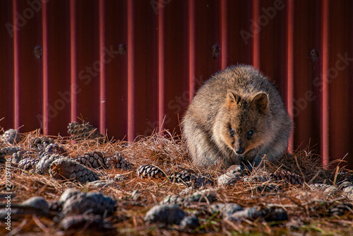 Quakka felling asleep during sunset