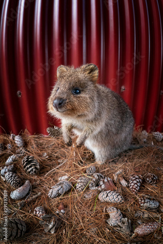 Quokka just finish his lunch, smiling satisfying