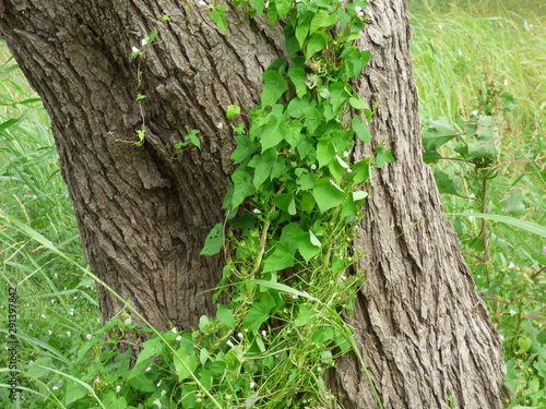 flowering vines