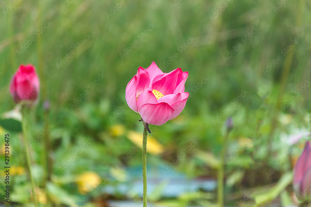 Pink Indian Lotus, Sacred Lotus