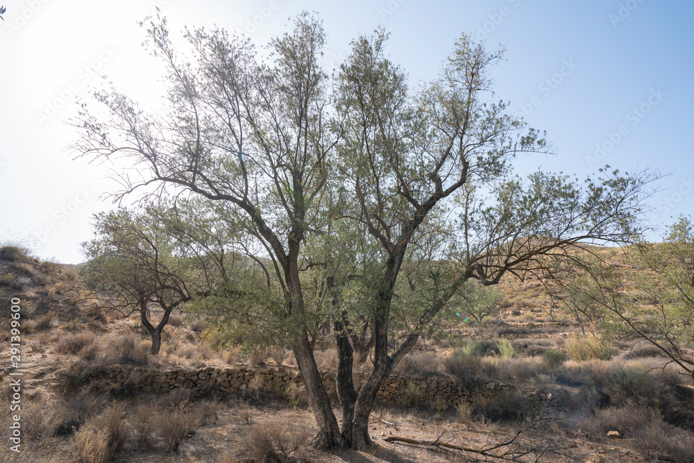 tree in the Lucainena river, near the town of Lucainena