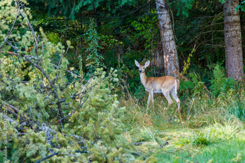 A female deer in the Pacific Northwest forest, summer 2019 A female deer in the Pacific Northwest forest, summer 2019
