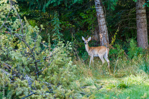 A female deer in the Pacific Northwest forest, summer 2019 © BenOPhoto