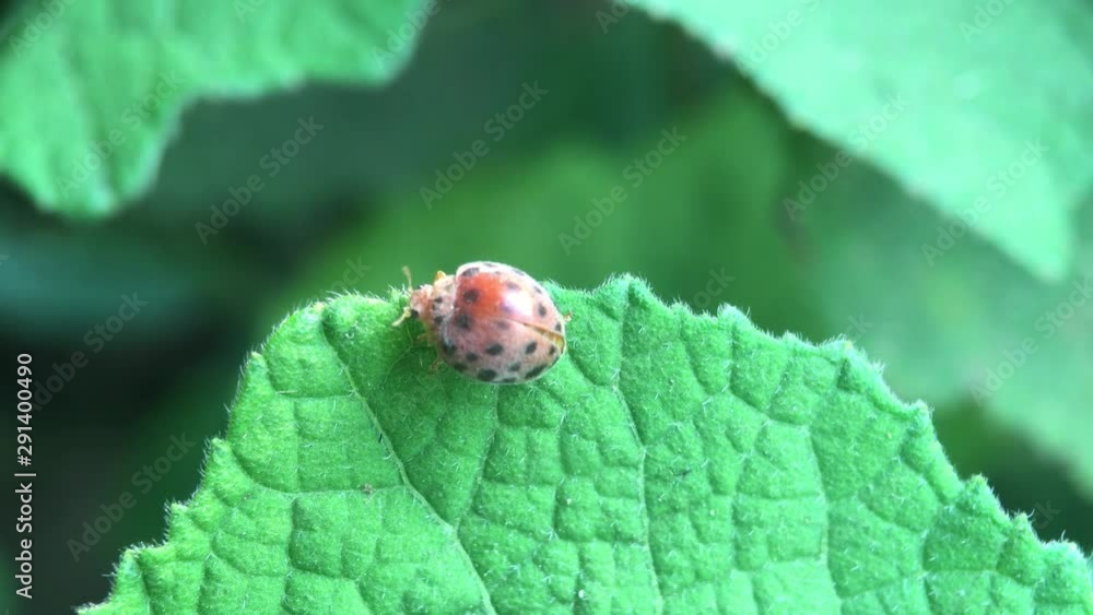 a ladybug walking on green leaves a ladybug walking on green leaves