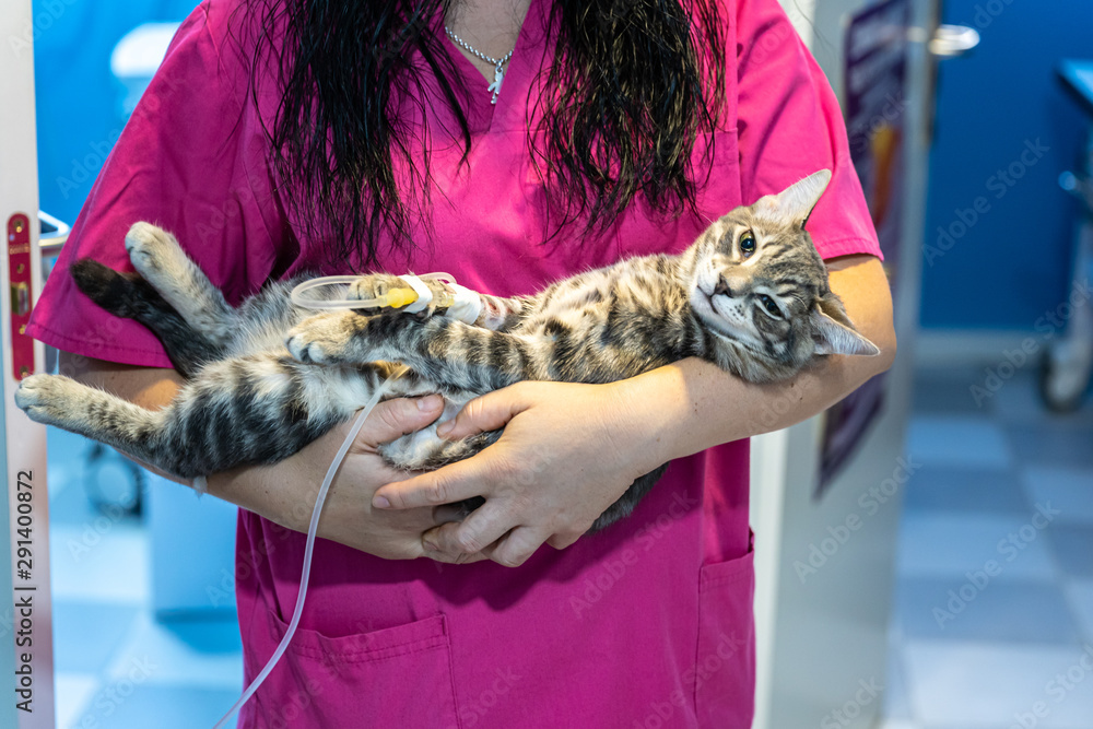 Vet nurse holding in her arms a sick cat