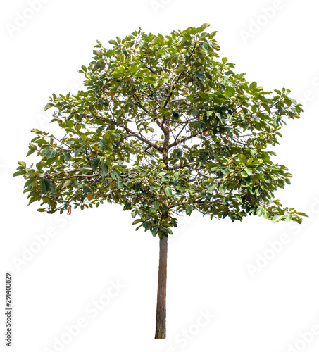 Large trees with edible fruits are completely separated from the white background.