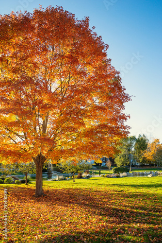 Large maple tree with colorful and bright autumn foliage leaves at a park in New England. Sunny autumn evening with blue sky background.