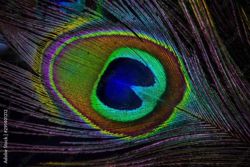 Fototapeta premium Peacock feather