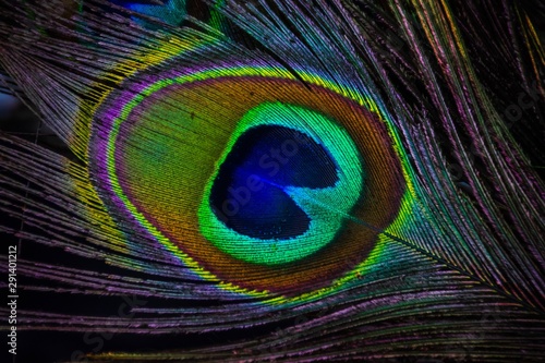 Peacock feather © Chaidan