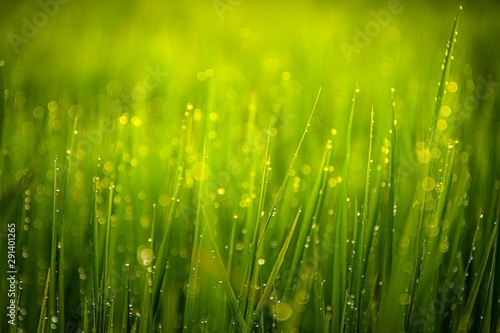 Grass and rain