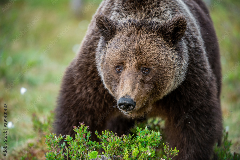 Close up portrait of Brown bear in the summer forest. Green forest natural background. Scientific name: Ursus arctos. Natural habitat. Close up portrait of Brown bear in the summer forest. Green forest natural background. Scientific name: Ursus arctos. Natural habitat.