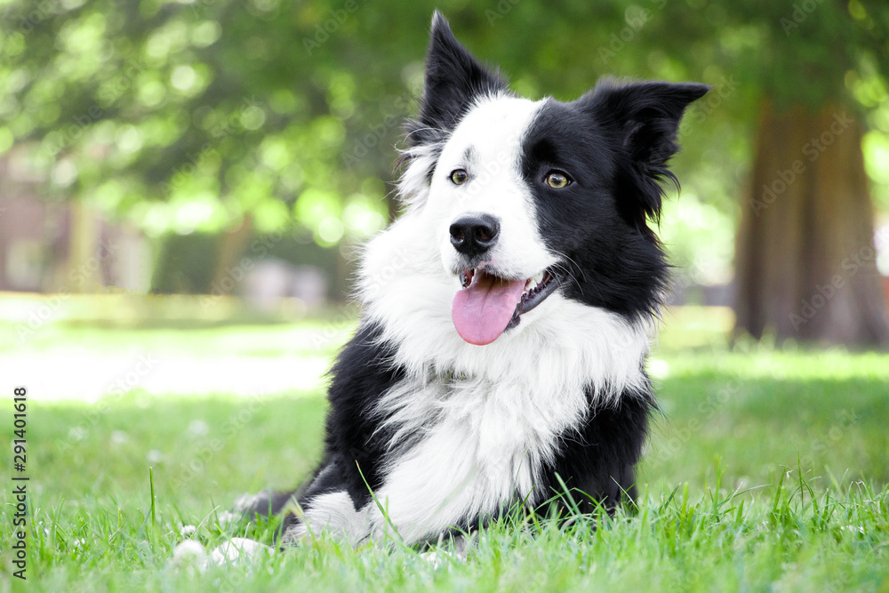 Attentive border collie dog lying down on the grass on a sunny day in the park