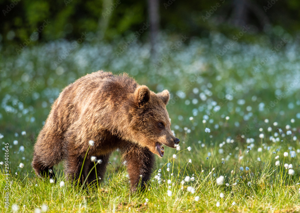 Brown bear cub on the swamp in sunset light. Scientific name: Ursus arctos. Natural Habitat. Summer season.