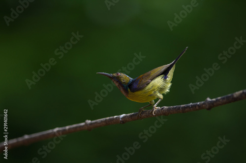 Brown-throated Sunbird is perching on branch