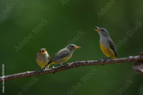 colorful bird Orange-bellied Flowerpecker © forest71