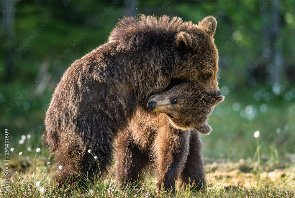 Brown Bear Cubs playfully fighting, Scientific name: Ursus Arctos Arctos. Summer green forest background. Natural habitat. Brown Bear Cubs playfully fighting, Scientific name: Ursus Arctos Arctos. Summer green forest background. Natural habitat.
