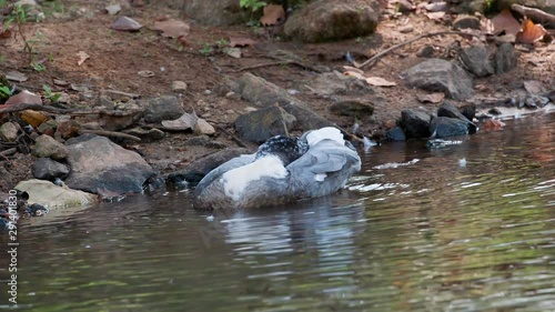 A muscovy duck in the water. Medium close, version 1. 10 sec/60 fps. Original speed. Clip 5 photo