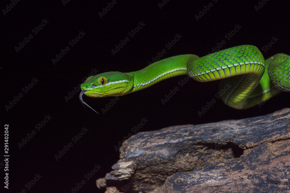 Close up Yellow-lipped Green Pit Viper snake Close up Yellow-lipped Green Pit Viper snake