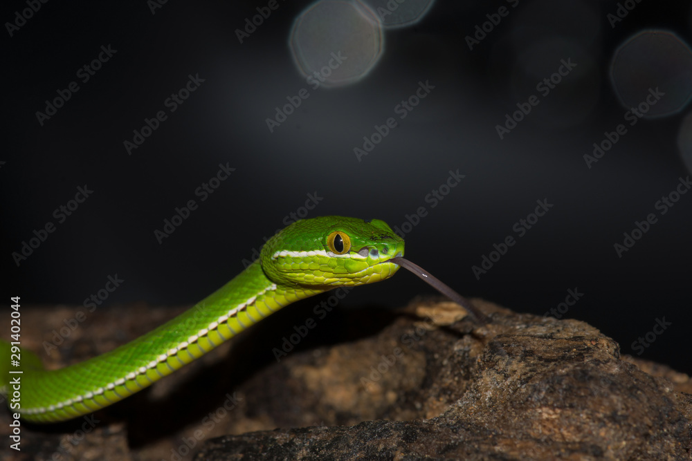 Obraz premium Close up Yellow-lipped Green Pit Viper snake