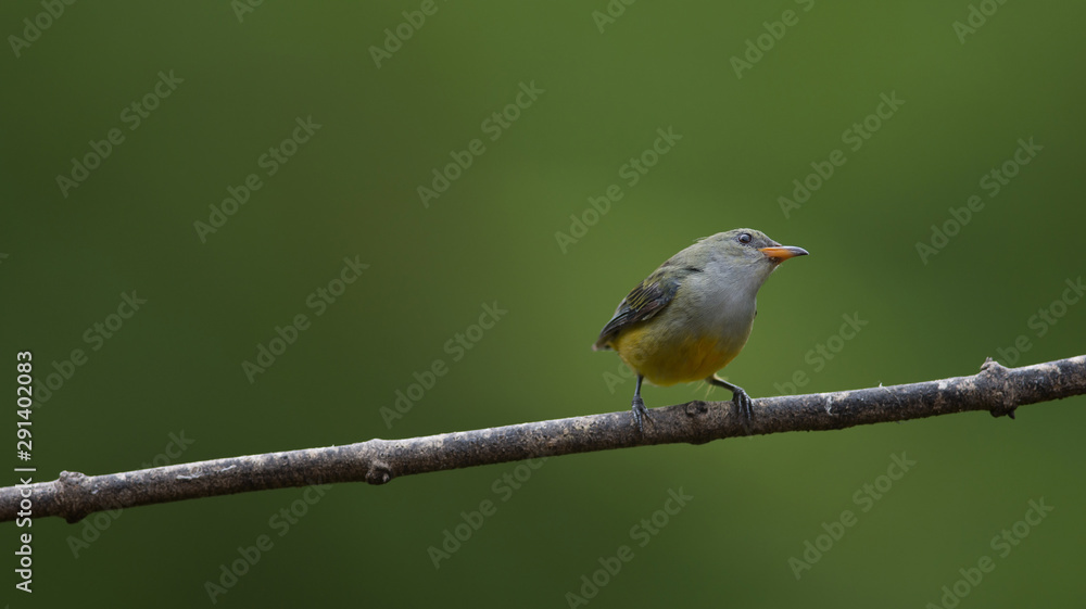 Obraz premium colorful bird Orange-bellied Flowerpecker
