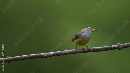 colorful bird Orange-bellied Flowerpecker