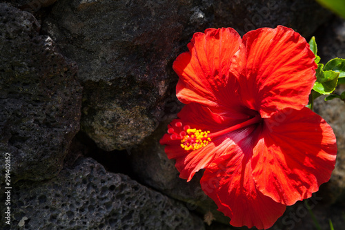 Close-up of Red Hibiscus Against Black Rock Wall