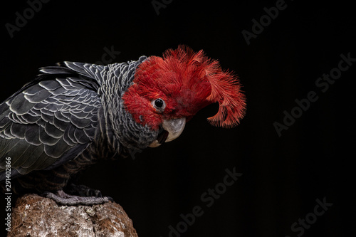 gang gang cockatoo
