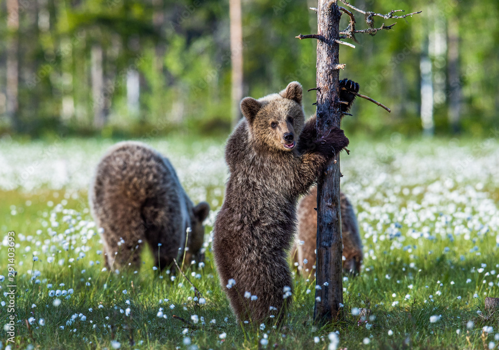 bear-cubs-and-mother-she-bear-on-the-swamp-in-the-summer-forest-among