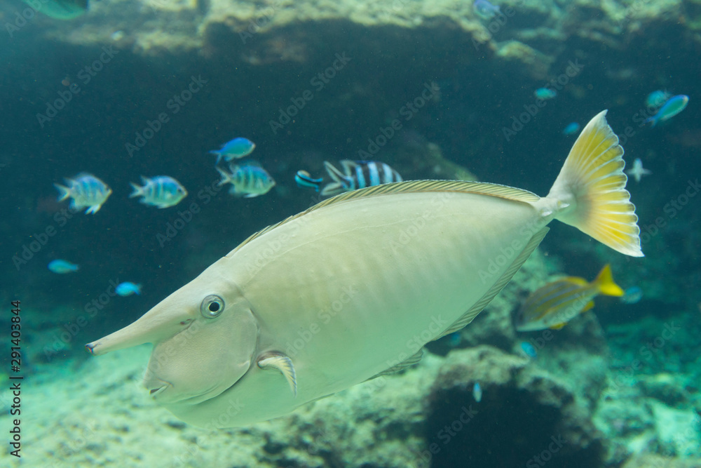 White surgeonfish (Acanthurus lineatus) in aquarium tank. White surgeonfish (Acanthurus lineatus) in aquarium tank.