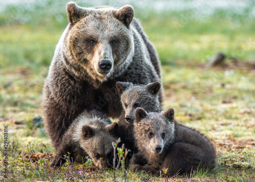 Bear cubs and mother she-bear on the swamp in the spring forest. Bear family of Brown Bears. Scientific name: Ursus arctos.