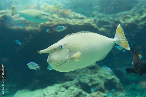 Fototapeta Naklejka Na Ścianę i Meble -  White surgeonfish (Acanthurus lineatus) in aquarium tank. 