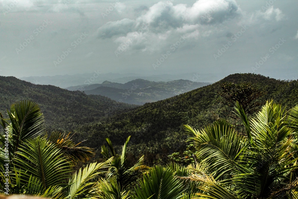 View of the rain forest in El Yunque National Park in Puerto Rico