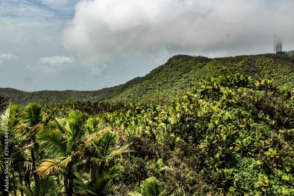View of the rain forest in El Yunque National Park in Puerto Rico