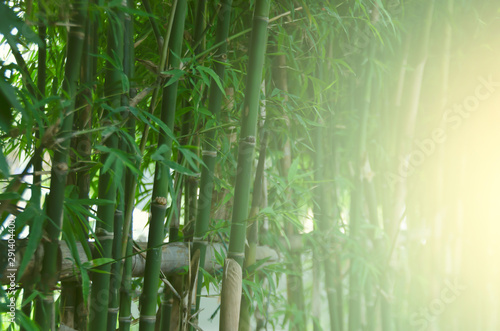 Close up bamboo fence with nature lighting background