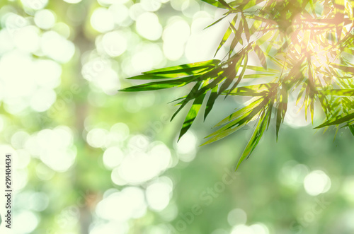 Bamboo with nature lighting isolated background