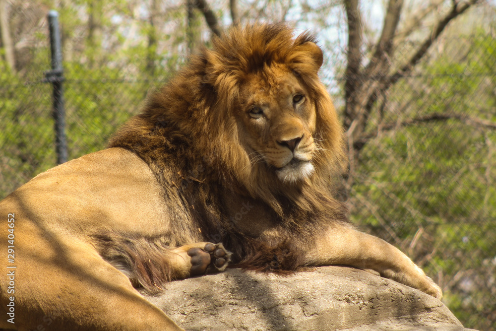 Obraz premium Lion