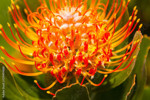 Closeup of African Protea in Full Bloom Outside During the Day