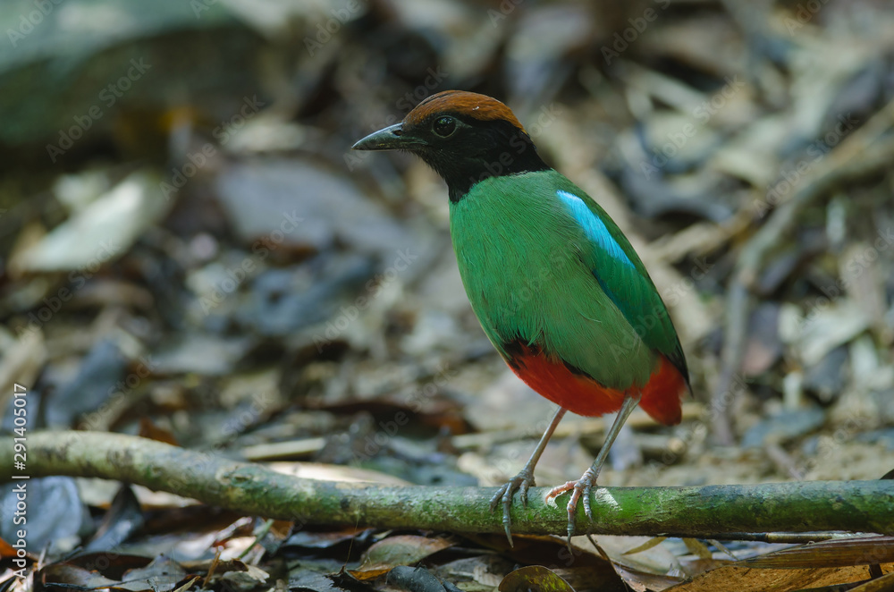 Hooded Pitta (Pitta sordida) standing on a branch Hooded Pitta (Pitta sordida) standing on a branch