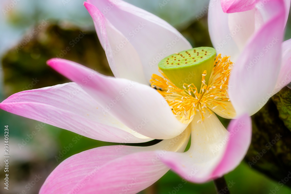 Pink logus flower boomin in pond garden Pink logus flower boomin in pond garden