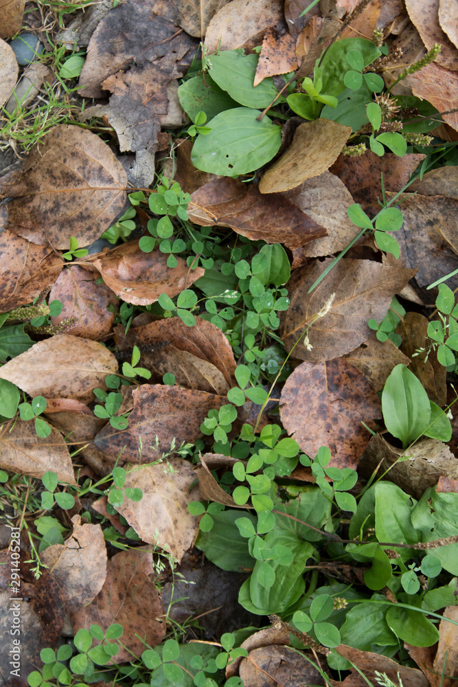 Grunge autumn foliage background. Green grass and dried leaves. Grunge autumn foliage background. Green grass and dried leaves.