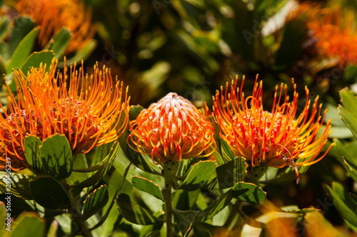 Closeup of Three African Protea Blossoms, One Unopened