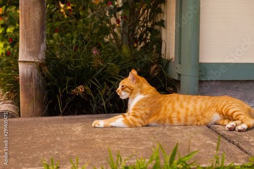 Orange and White Striped Cat in Profile, Lying in the Shade