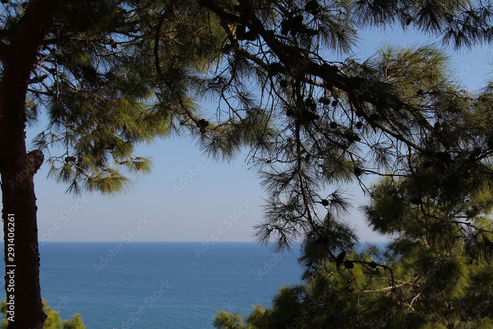 Copy space. Landscape as a background: the lumen of the sky and the sea through the fir branches