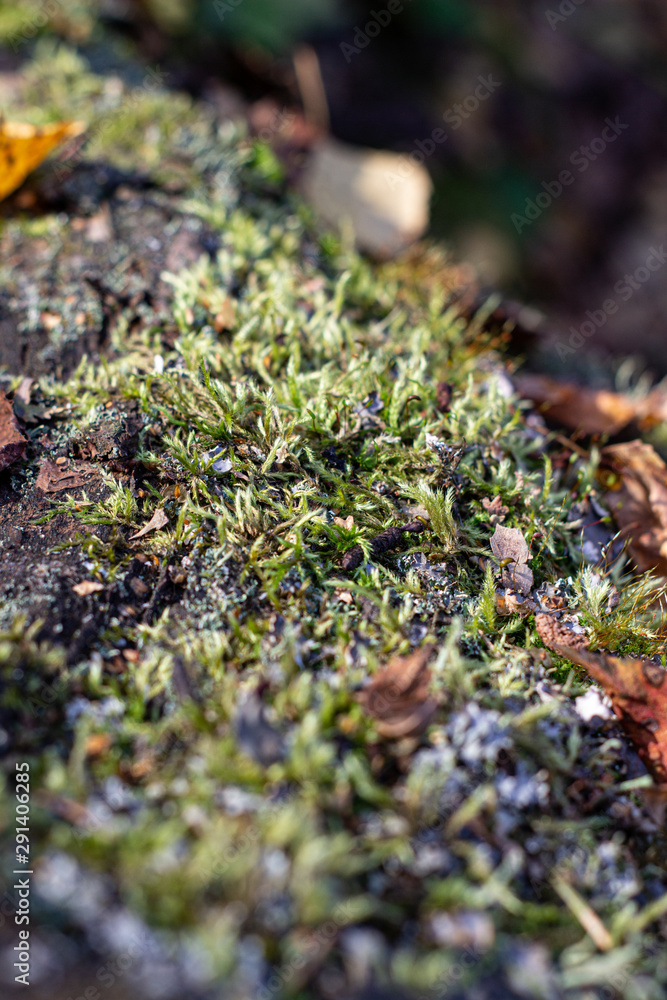 Moss on a tree in the forest in autumn Moss on a tree in the forest in autumn